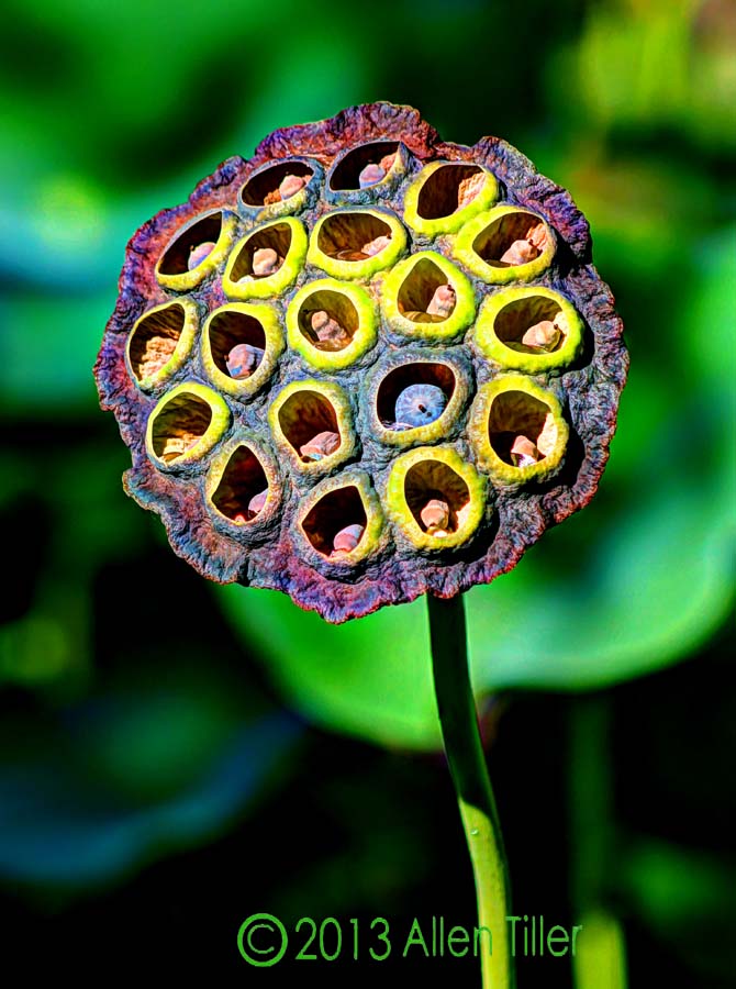 Lotus Pod Allen Tiller